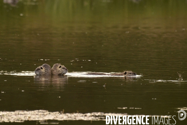 La faune sauvage de Sologne