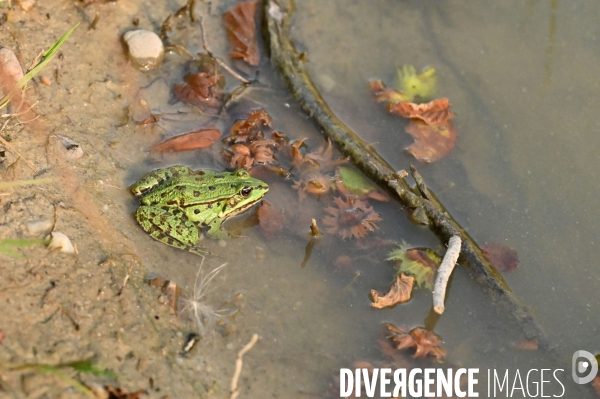 La faune sauvage de Sologne