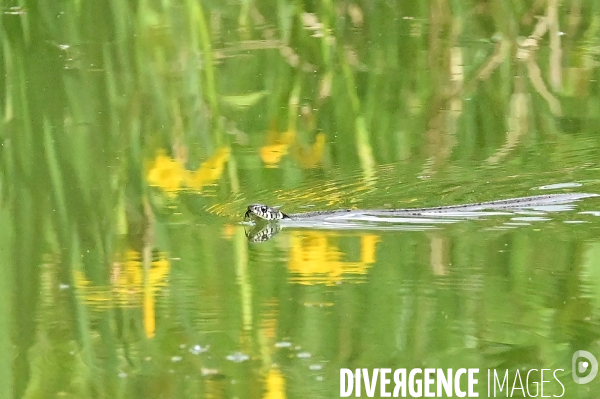 La faune sauvage de Sologne