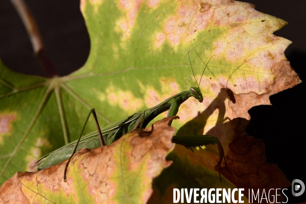 La faune sauvage de Sologne