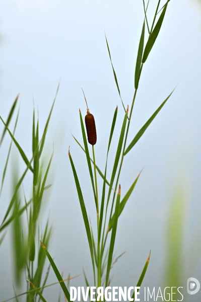 La faune sauvage de Sologne