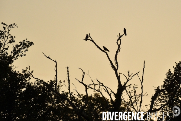 La faune sauvage de Sologne