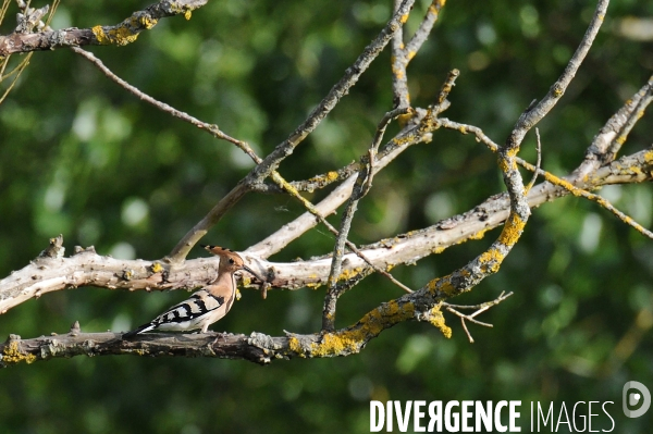 La faune sauvage de Sologne