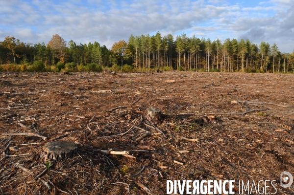 Déforestation en Sologne, sylviculture