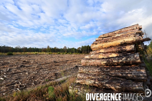 Déforestation en Sologne, sylviculture