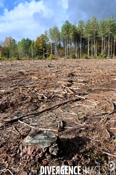 Déforestation en Sologne, sylviculture