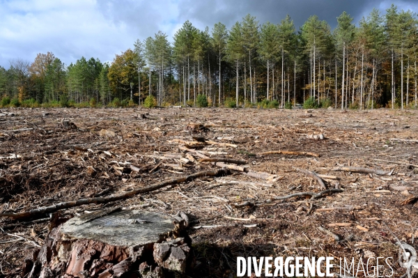 Déforestation en Sologne, sylviculture