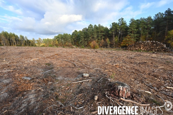 Déforestation en Sologne, sylviculture