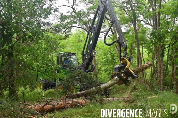 Déforestation en Sologne, sylviculture