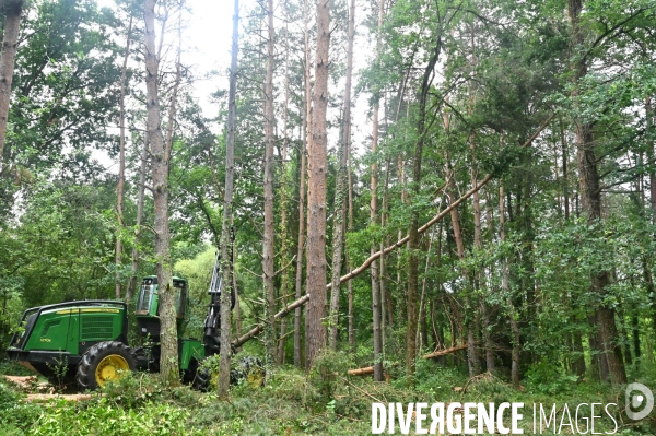 Déforestation en Sologne, sylviculture