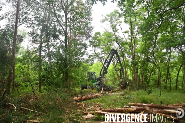 Déforestation en Sologne, sylviculture