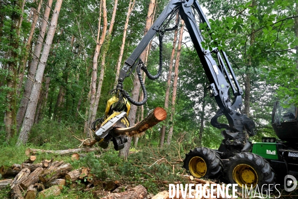 Déforestation en Sologne, sylviculture