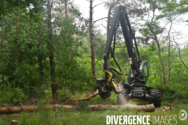 Déforestation en Sologne, sylviculture