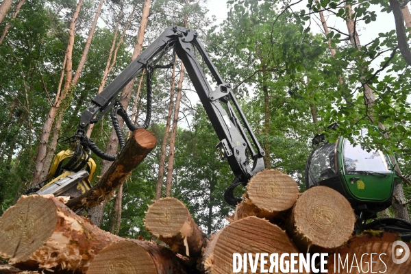 Déforestation en Sologne, sylviculture