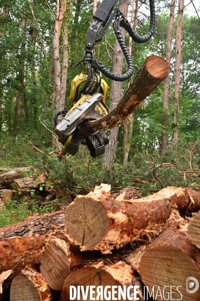 Déforestation en Sologne, sylviculture