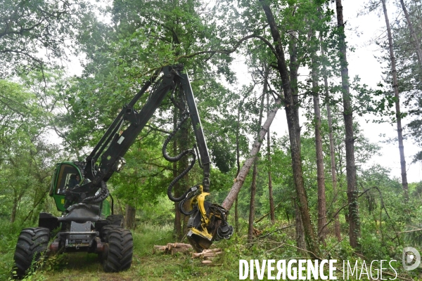 Déforestation en Sologne, sylviculture