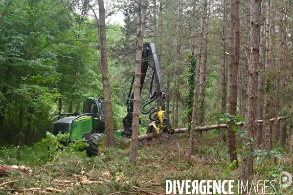 Déforestation en Sologne, sylviculture