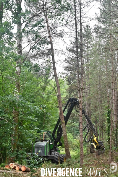 Déforestation en Sologne, sylviculture