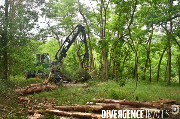 Déforestation en Sologne, sylviculture