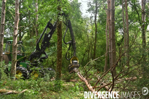 Déforestation en Sologne, sylviculture