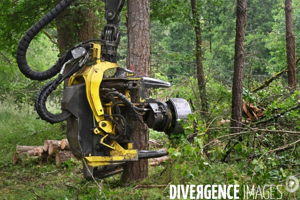 Déforestation en Sologne, sylviculture