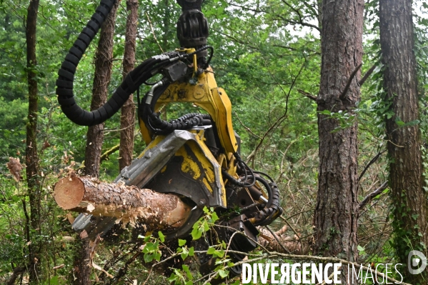 Déforestation en Sologne, sylviculture