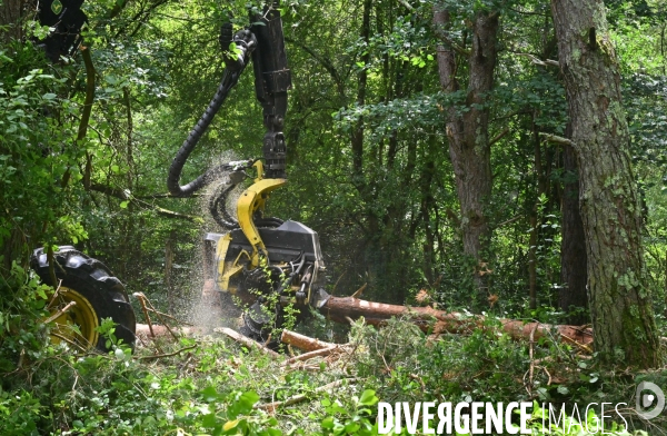 Déforestation en Sologne, sylviculture