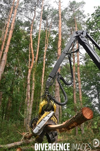 Déforestation en Sologne, sylviculture