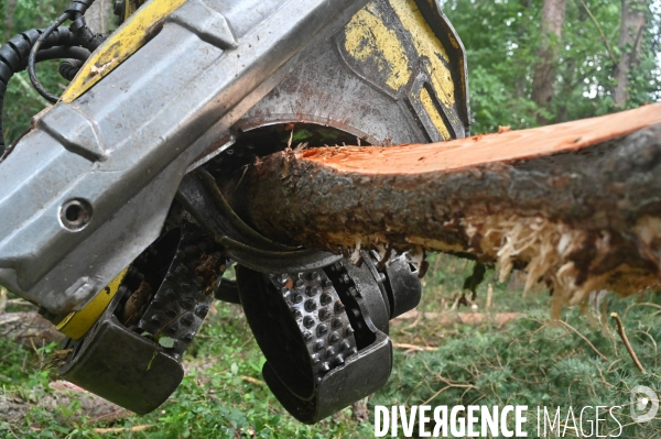 Déforestation en Sologne, sylviculture