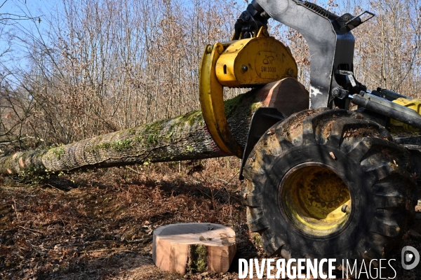 Déforestation en Sologne, sylviculture