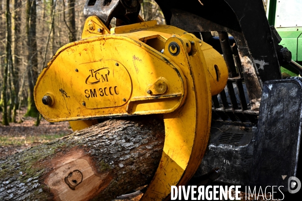 Déforestation en Sologne, sylviculture