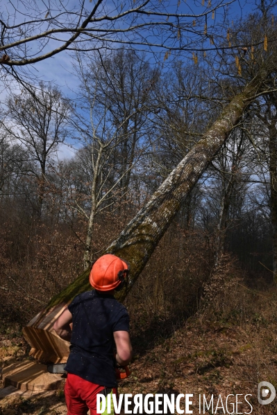 Déforestation en Sologne, sylviculture