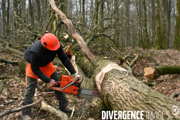 Déforestation en Sologne, sylviculture
