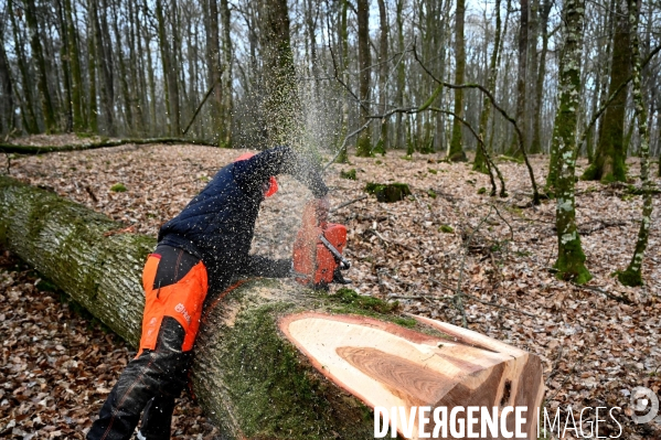 Déforestation en Sologne, sylviculture