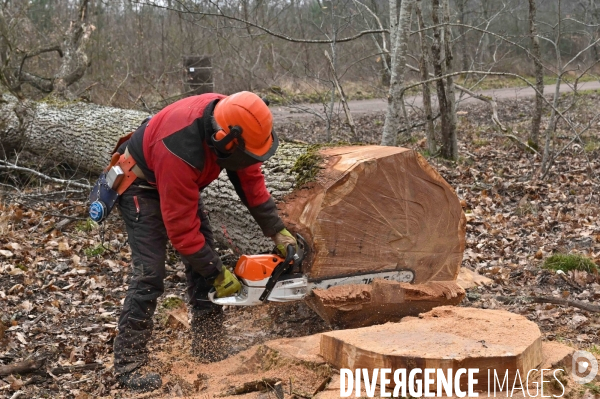 Déforestation en Sologne, sylviculture