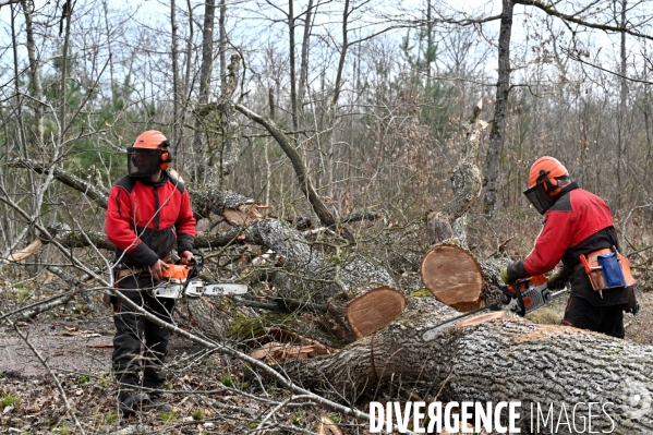 Déforestation en Sologne, sylviculture