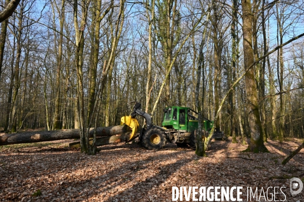 Déforestation en Sologne, sylviculture