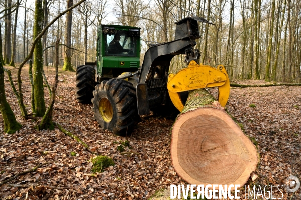 Déforestation en Sologne, sylviculture