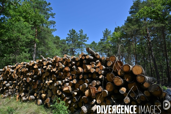 Déforestation en Sologne, sylviculture