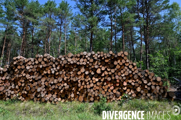 Déforestation en Sologne, sylviculture