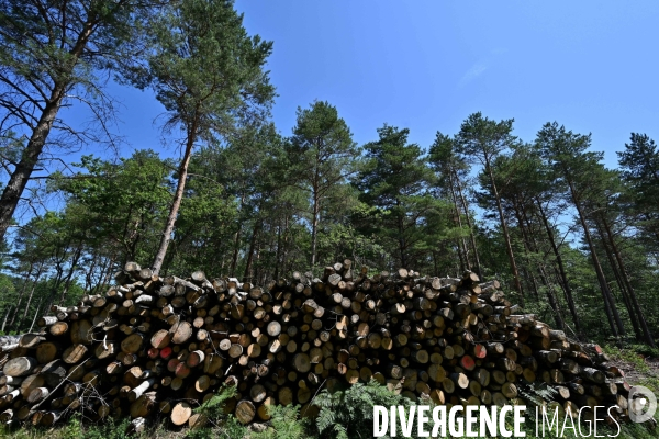 Déforestation en Sologne, sylviculture