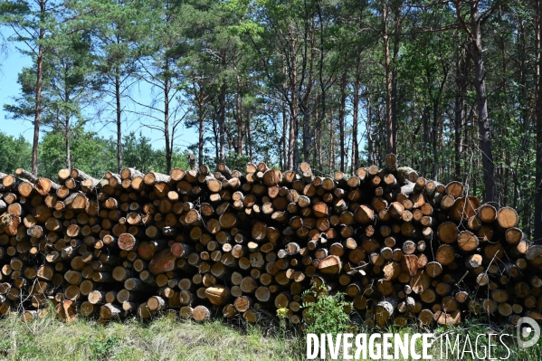 Déforestation en Sologne, sylviculture