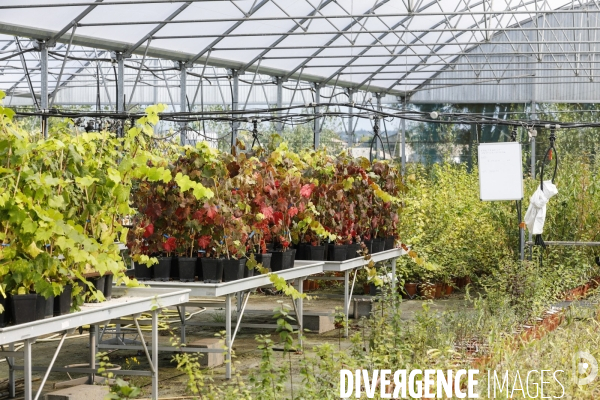 Institut des Sciences de la Vigne et du Vin de Bordeaux (ISVV)