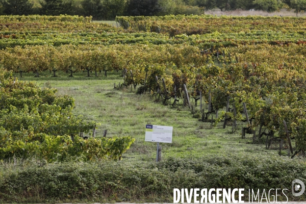 Institut des Sciences de la Vigne et du Vin de Bordeaux (ISVV)