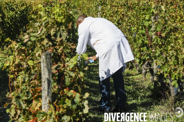 Institut des Sciences de la Vigne et du Vin de Bordeaux (ISVV)