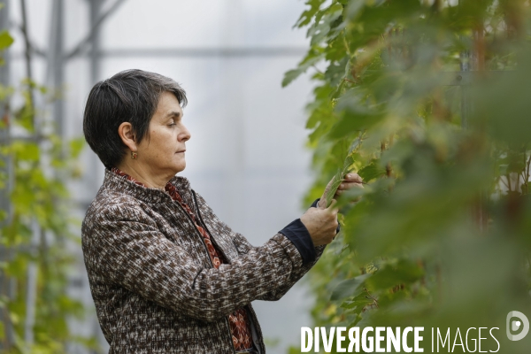 Institut des Sciences de la Vigne et du Vin de Bordeaux (ISVV)