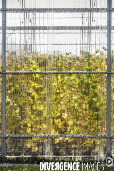 Institut des Sciences de la Vigne et du Vin de Bordeaux (ISVV)