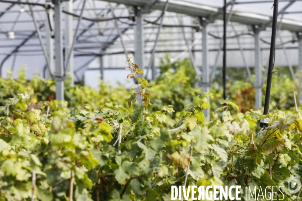 Institut des Sciences de la Vigne et du Vin de Bordeaux (ISVV)