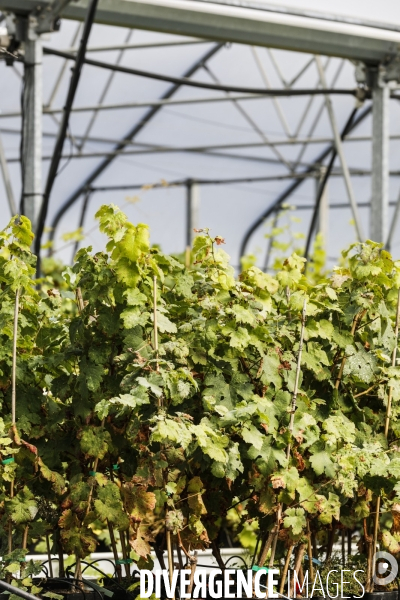 Institut des Sciences de la Vigne et du Vin de Bordeaux (ISVV)