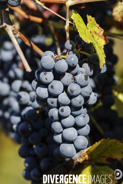 Institut des Sciences de la Vigne et du Vin de Bordeaux (ISVV)